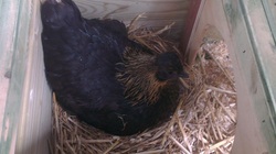 Black Silkie hen on clutch of eggs